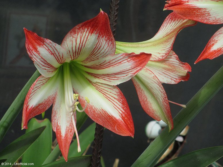Amaryllis in northwest Travis County, Texas