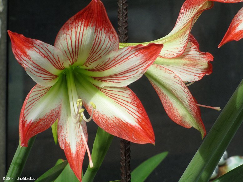 Amaryllis in northwest Travis County, Texas