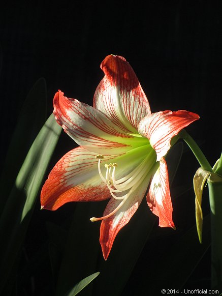 Amaryllis in northwest Travis County, Texas