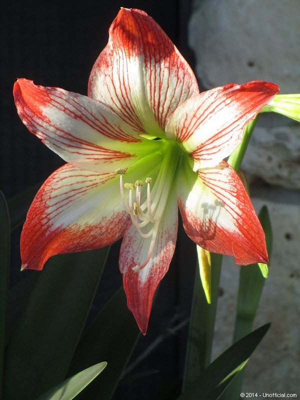 Amaryllis in northwest Travis County, Texas