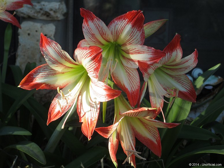 Amaryllis in northwest Travis County, Texas