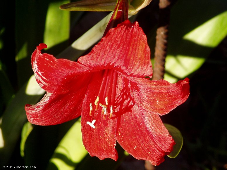 Amarylis in northwest Travis County, Texas