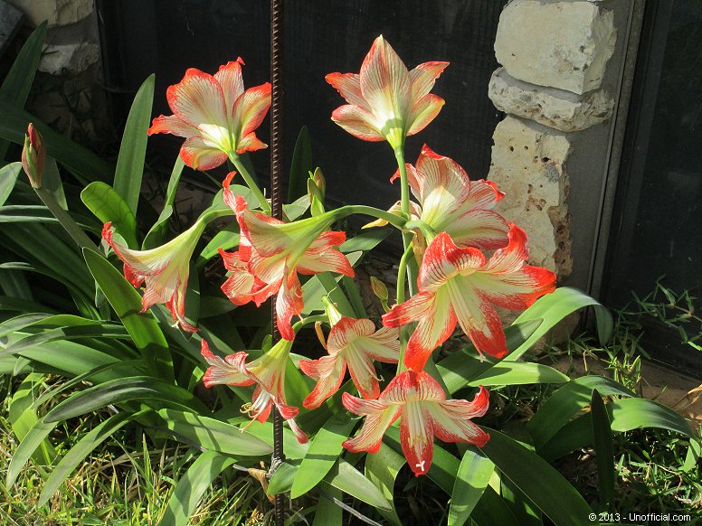 Amaryllis in northwest Travis County, Texas