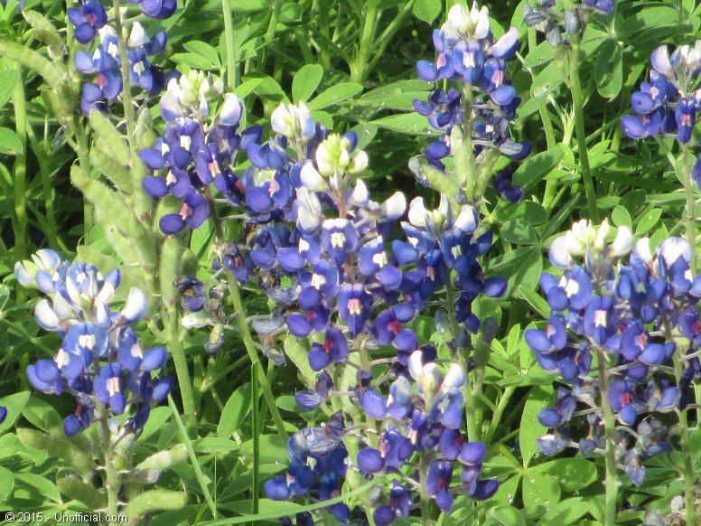 Bluebonnets in northwest Travis County, Texas
