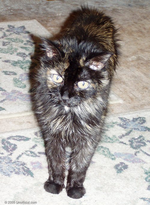 Stripe, the Cat