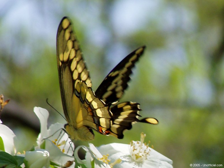 Butterfly in Dogwood in northwest Travis County, Texas