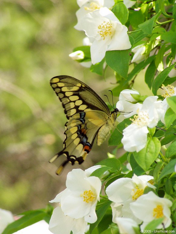 Butterfly in Texas Mock Orange Blossoms in northwest Travis County, Texas