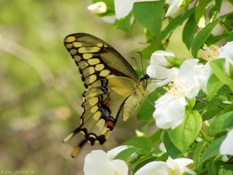 Butterfly in a Texas Mock Orange bush in northwest Travis County, Texas
