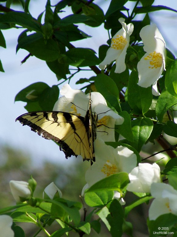 Butterfly and dogwood in northwest Travis County, Texas