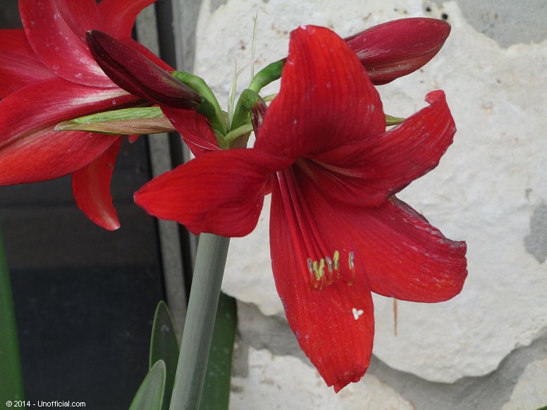 Amaryllis in northwest Travis County, Texas