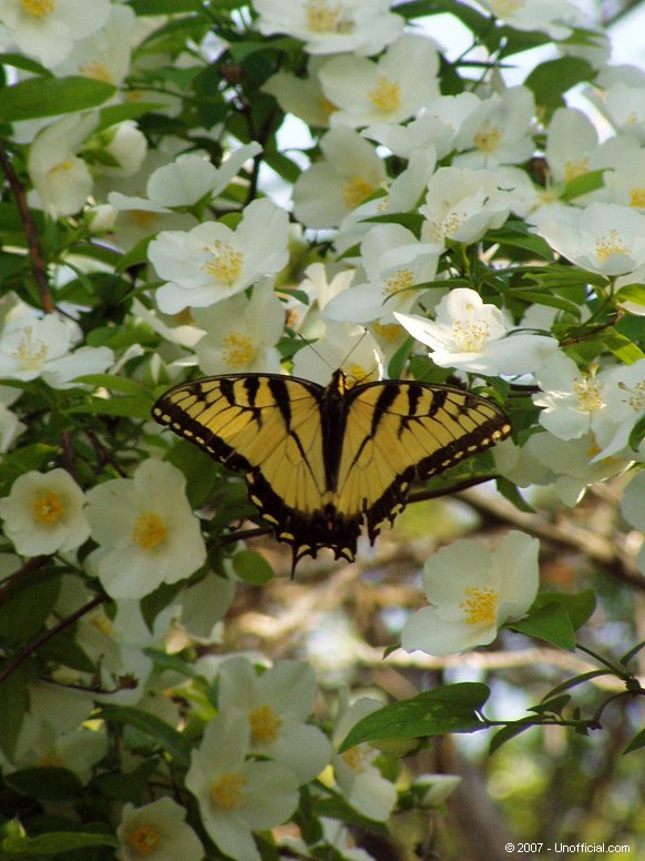 Butterfly in Mock Orange blossoms in northwest Travis County, Texas
