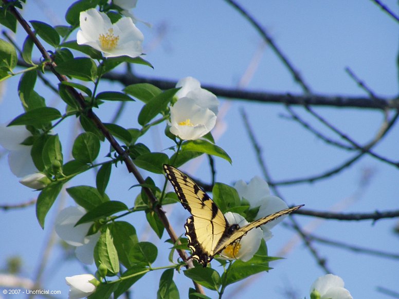 Butterfly in northwest Travis County, Texas