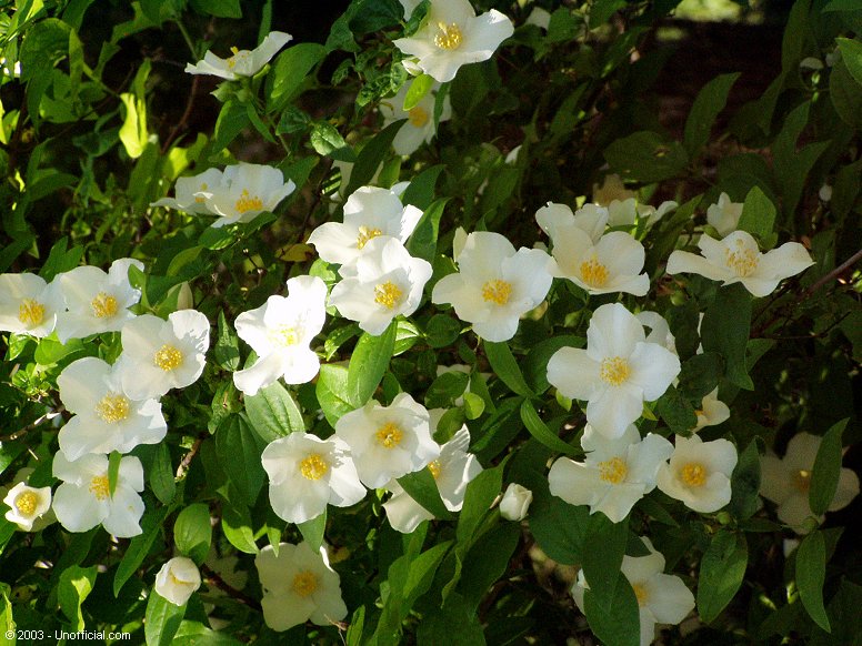 Dogwood Blossoms in northwest Travis County, Texas