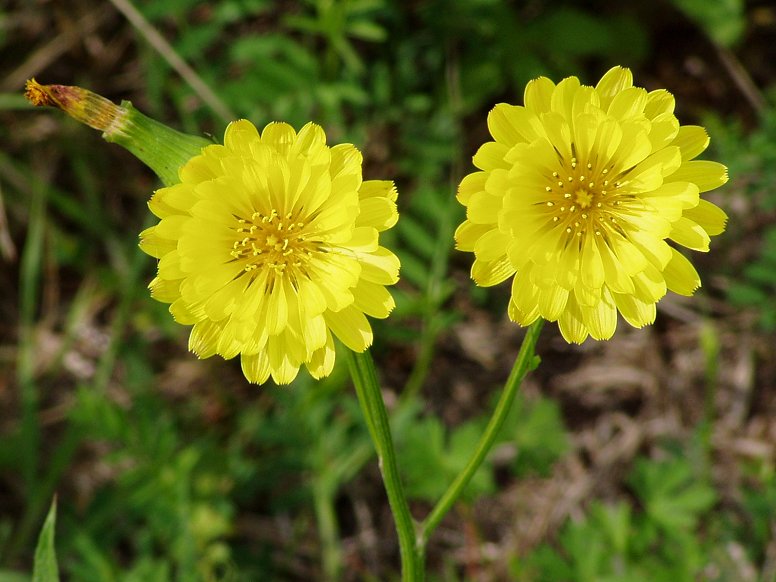 Texas Dandelions in northwest Travis County, Texas
