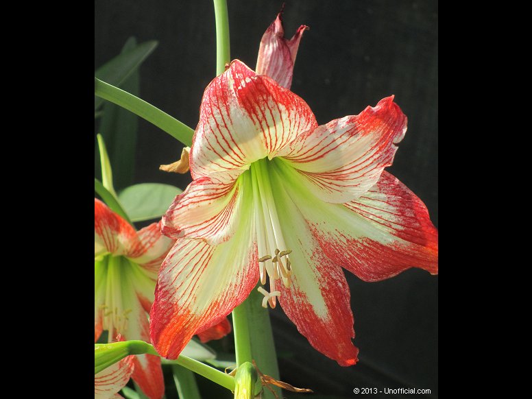 Amaryllis in northwest Travis County, Texas