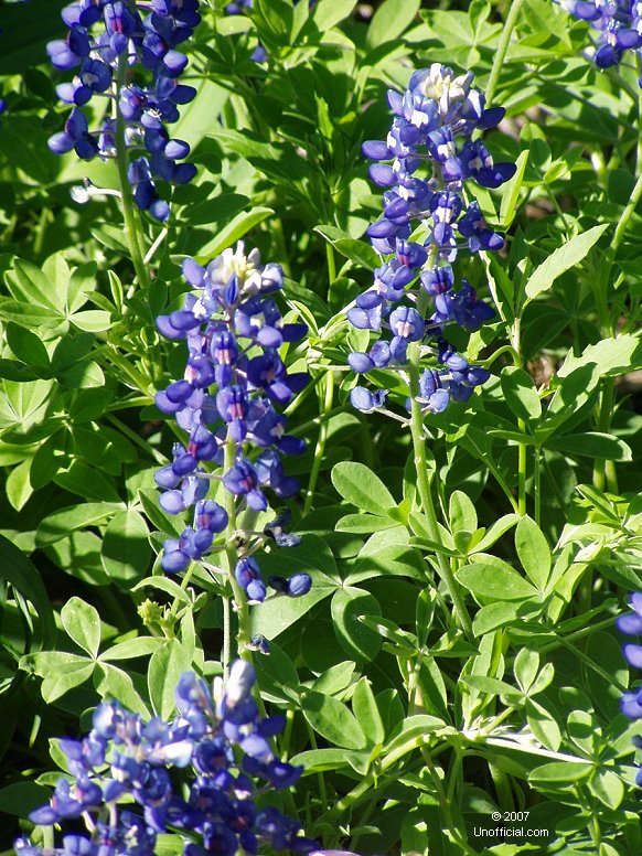 Bluebonnets in northwest Travis County, Texas