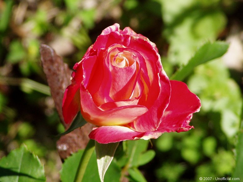Rose in northwest Travis County, Texas
