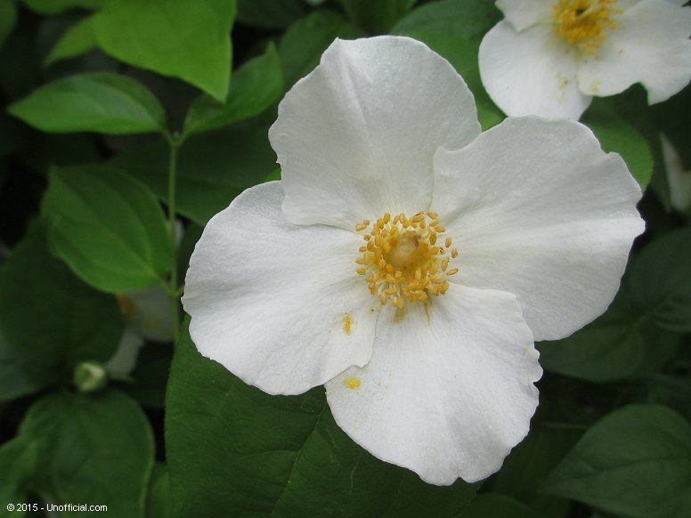 Dogwood Blossom in northwest Travis County, Texas