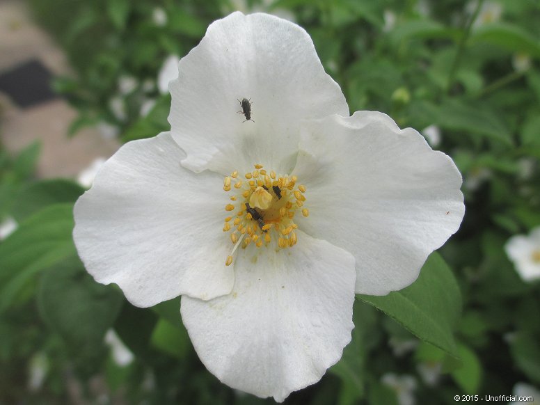 Texas Mock Orange (Philadelphus coronarius) in northwest Travis County, Texas