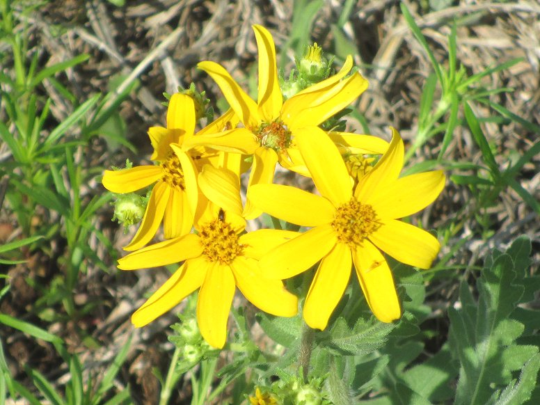 Damianita (chrysactinia mexicana) in northwest Travis County, Texas