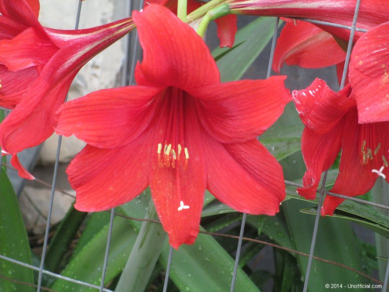 Amaryllis in northwest Travis County, Texas