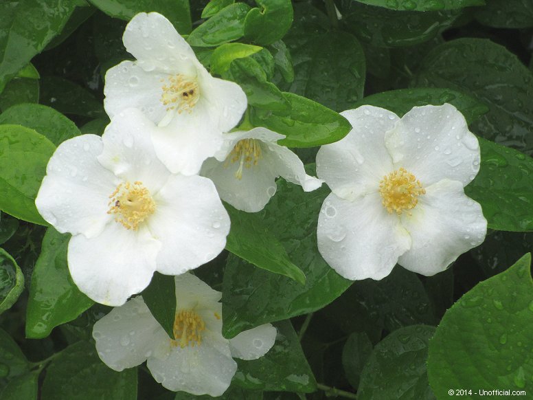 Texas Mock Orange blossoms in northwest Travis County, Texas