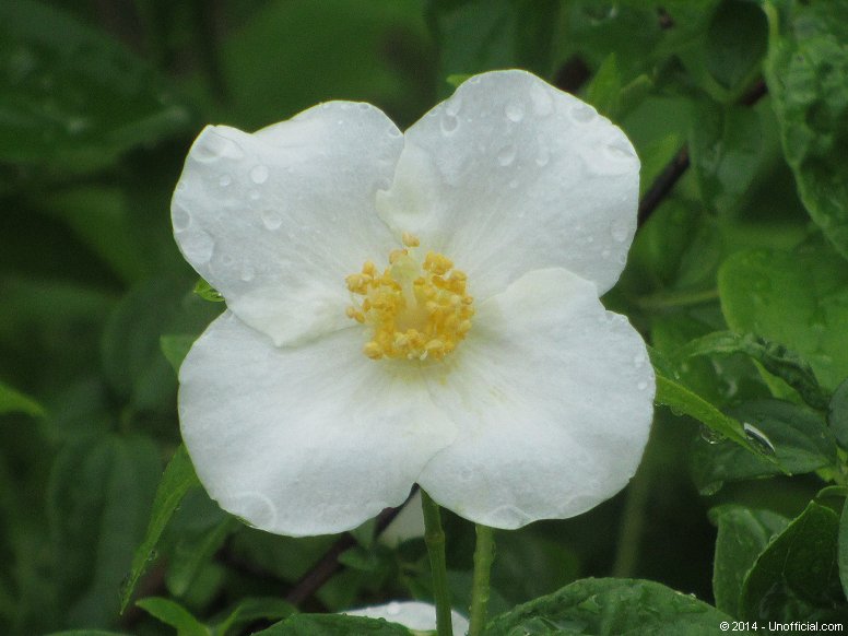 Dogwood Blossom in northwest Travis County, Texas
