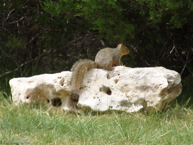 Rocky the Squirrel in northwest Travis County, Texas