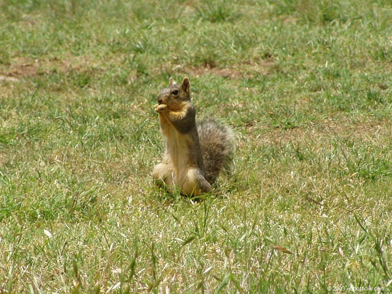 Squirrel in northwest Travis County, Texas