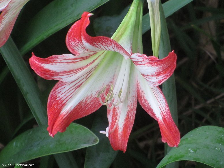 Amaryllis in northwest Travis County, Texas