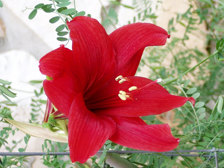 Amaryllis in northwest Travis County, Texas