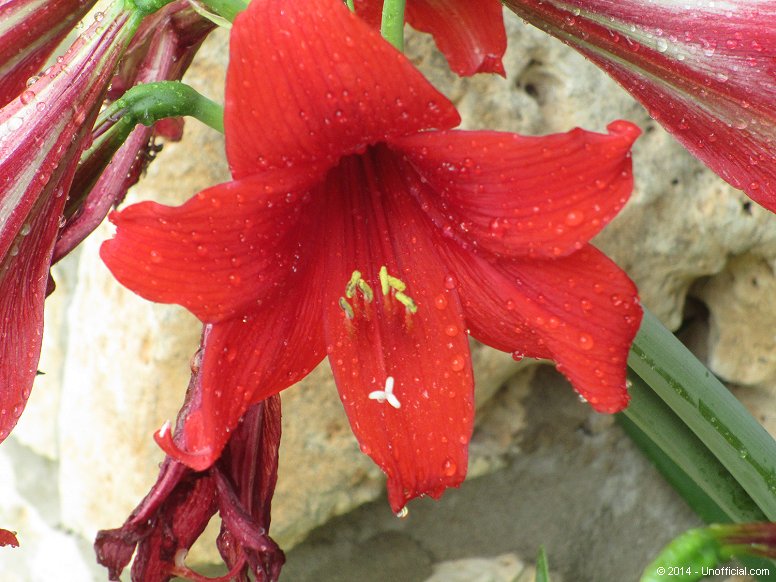 Amaryllis in northwest Travis County, Texas