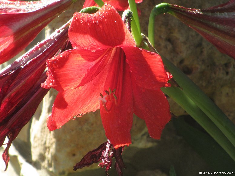Amaryllis in northwest Travis County, Texas