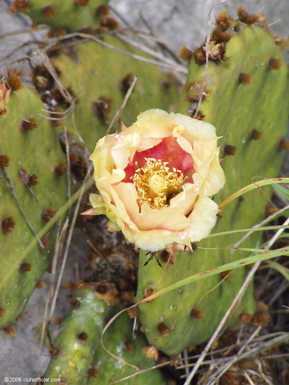 Cactus Flower in northwest Travis County, Texas