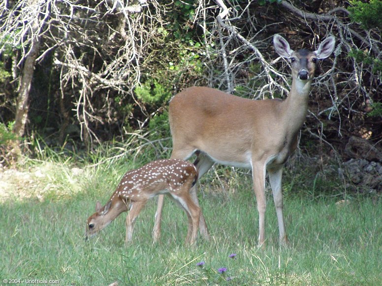 Whitetails in northwest Travis County, Texas