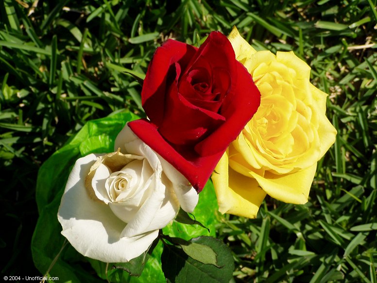Happy Valentine's Day