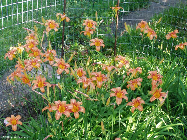 Day Lilies in northwest Travis County, Texas