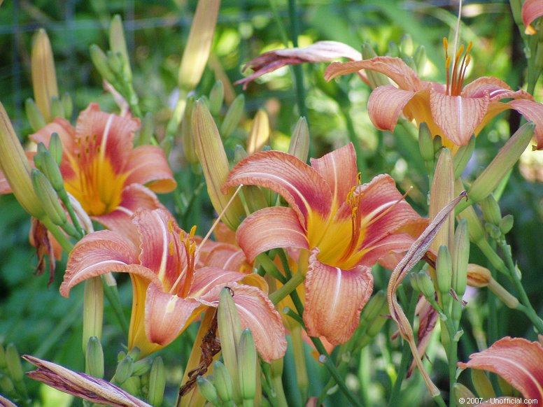Day Lilies in northwest Travis County, Texas