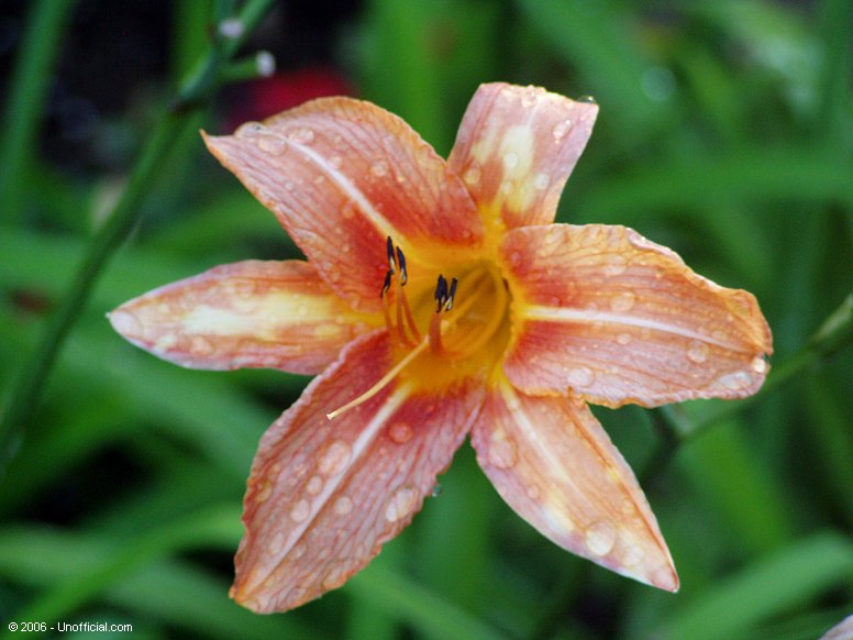 Day Lily in northwest Travis County, Texas