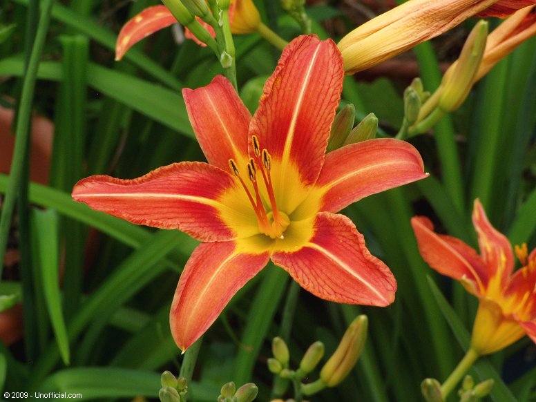 Day Lily in northwest Travis County, Texas