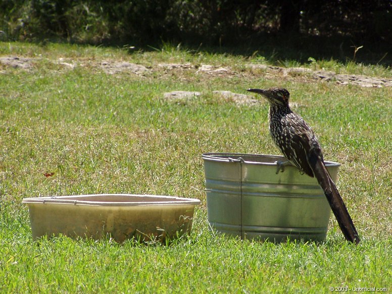 Roadrunner in northwest Travis County, Texas