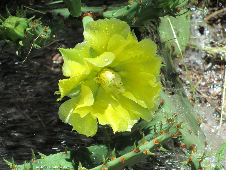 Cactus Flower in northwest Travis County, Texas