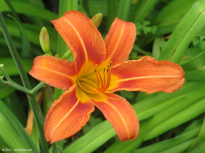 Day Lily in northwest Travis County, Texas
