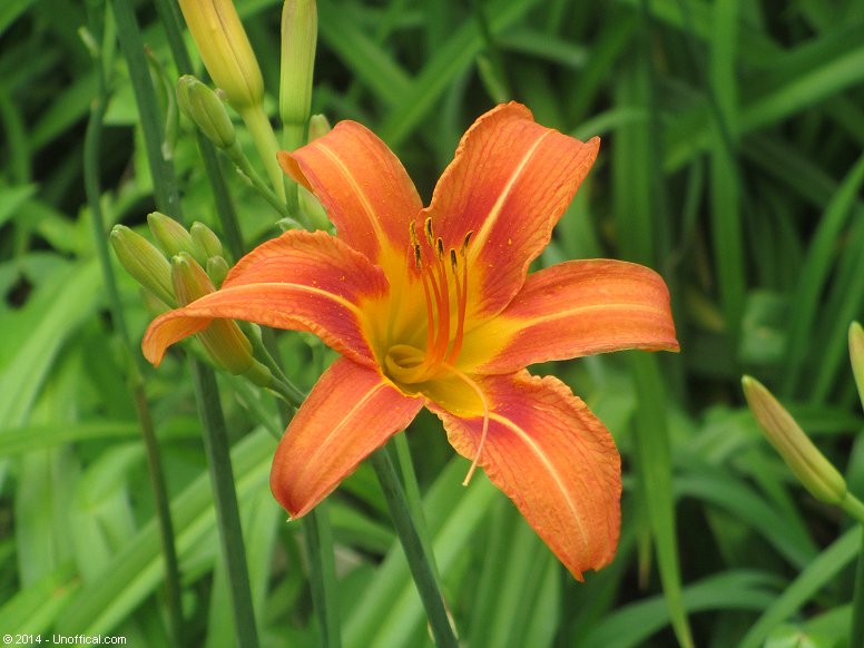 Day Lily in northwest Travis County, Texas