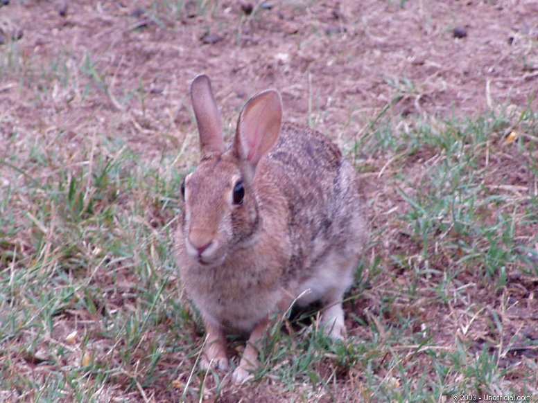 Cottontail in northwest Travis County, Texas