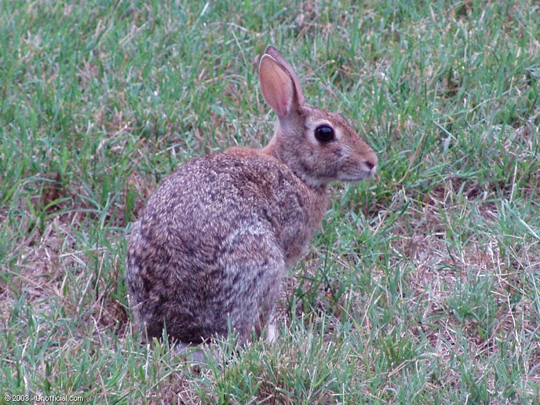 Front yard pal in northwest Travis County, Texas