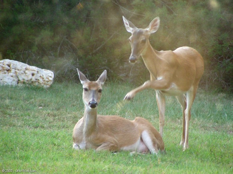 Excuse me in northwest Travis County, Texas