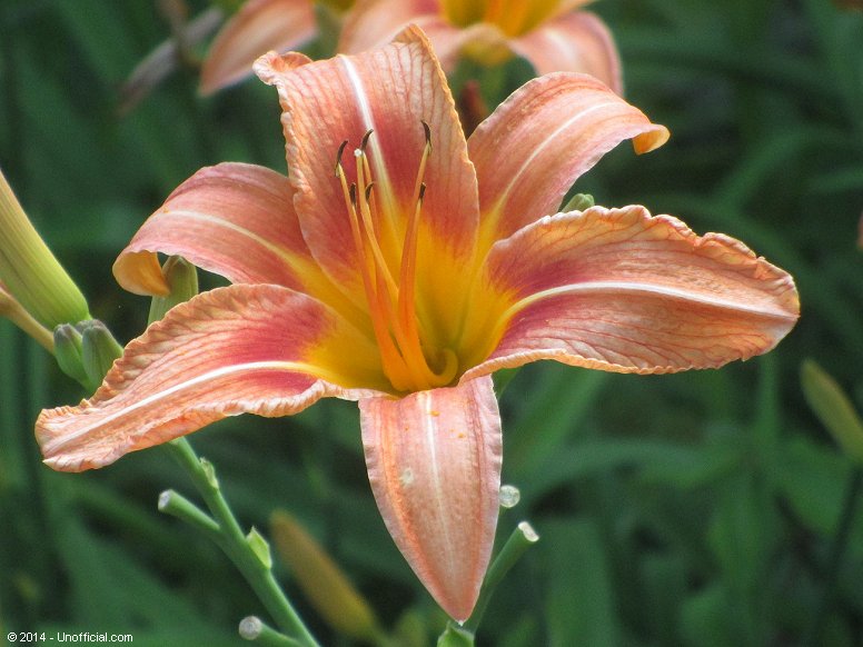 Day Lily in northwest Travis County, Texas