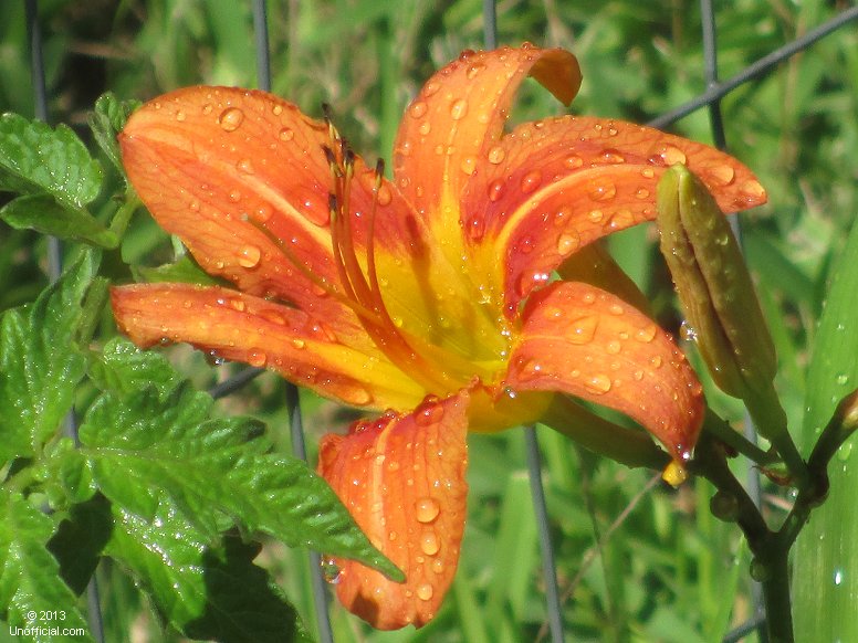 Day Lily in northwest Travis County, Texas