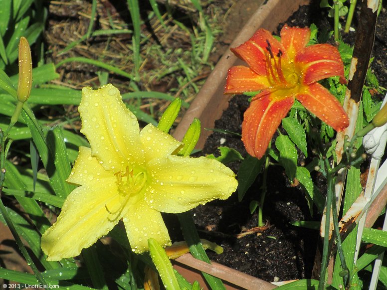 Day Lilies in northwest Travis County, Texas